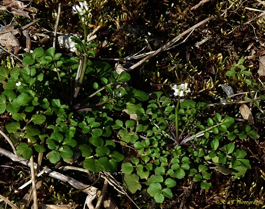 {Cardamine hirsuta}